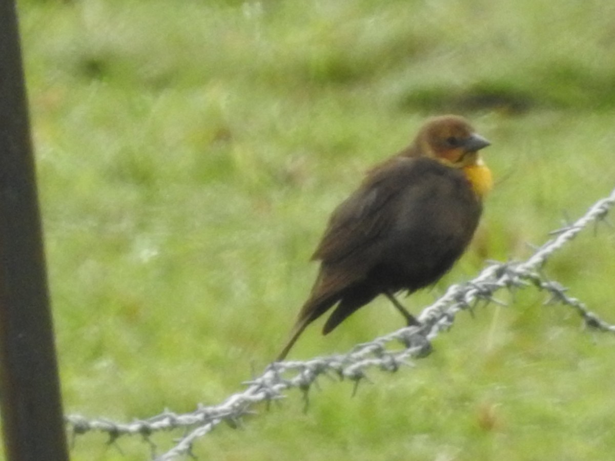 Yellow-headed Blackbird - Peter Erickson