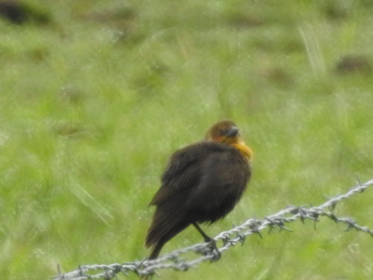 Yellow-headed Blackbird - Peter Erickson