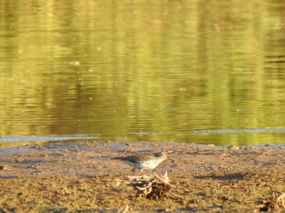 Spotted Sandpiper - Jim Valenzuela