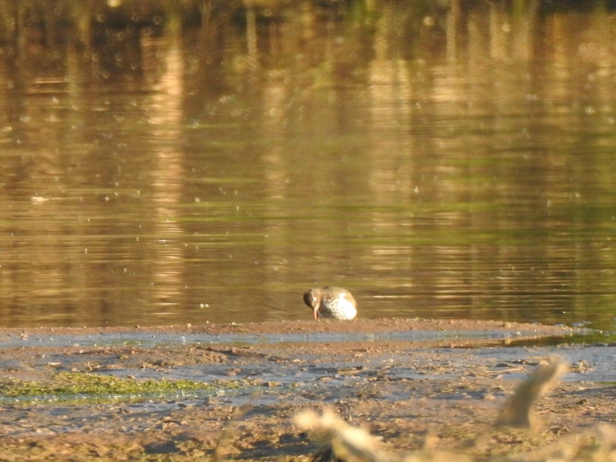 Spotted Sandpiper - Jim Valenzuela