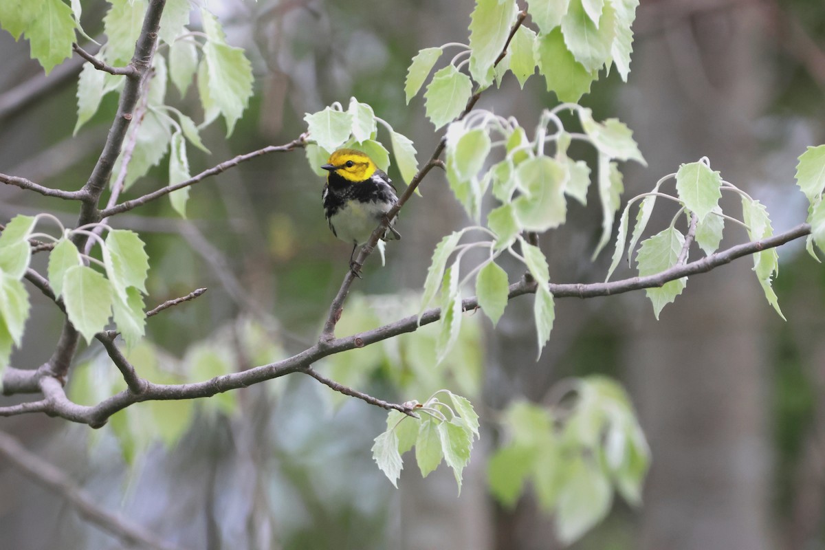 Black-throated Green Warbler - ML619288907