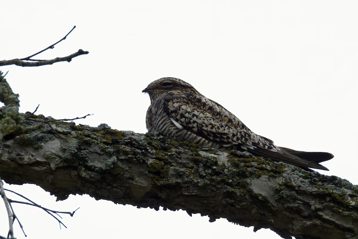 Common Nighthawk - Brian Benscoter