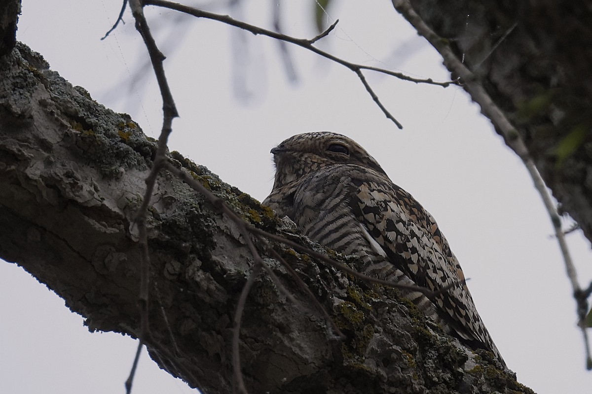 Common Nighthawk - Brian Benscoter