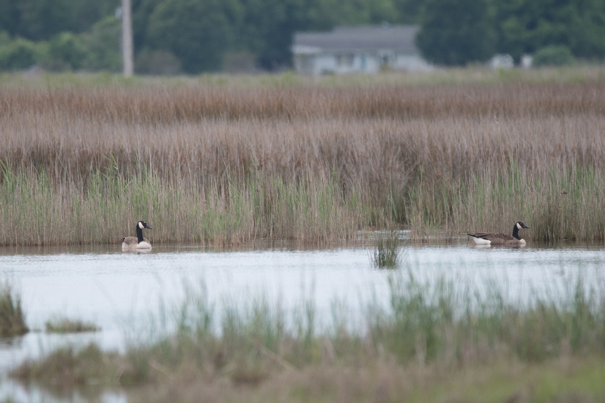 Canada Goose - C  Thorn