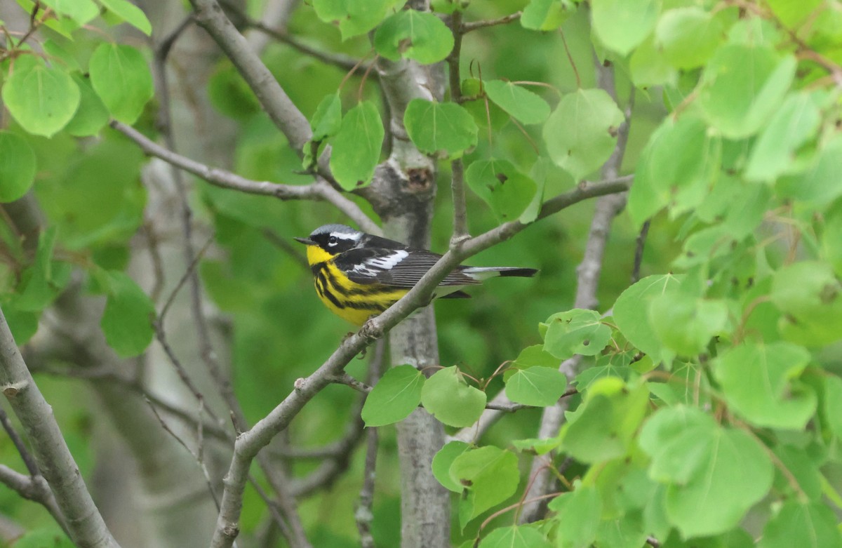 Magnolia Warbler - ML619288937