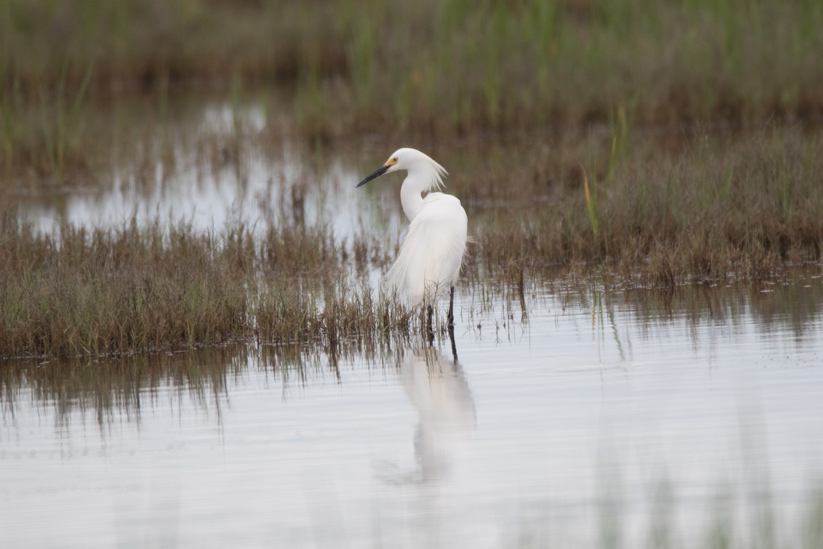 Snowy Egret - C  Thorn