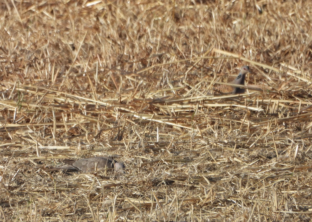 European Turtle-Dove - Antonio Villegas Santaella