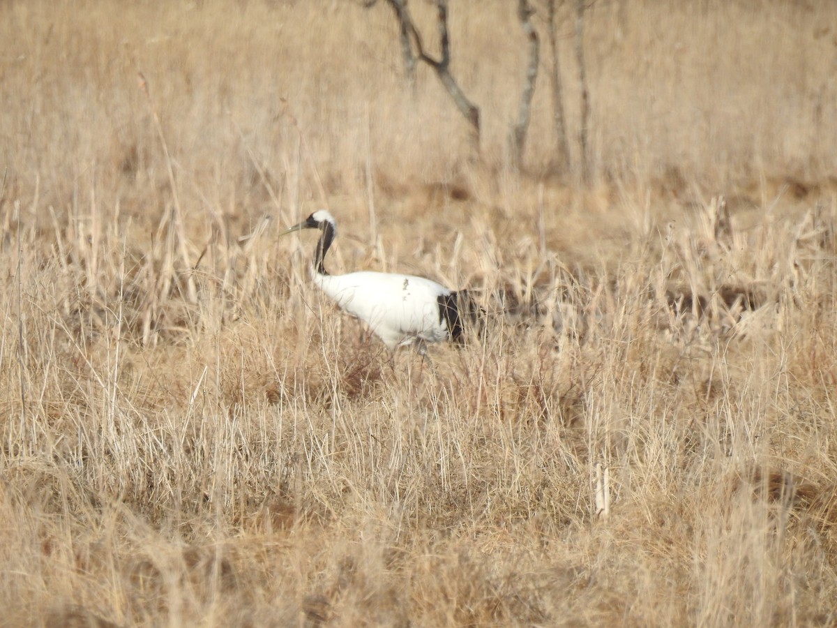 Red-crowned Crane - Craig Jackson