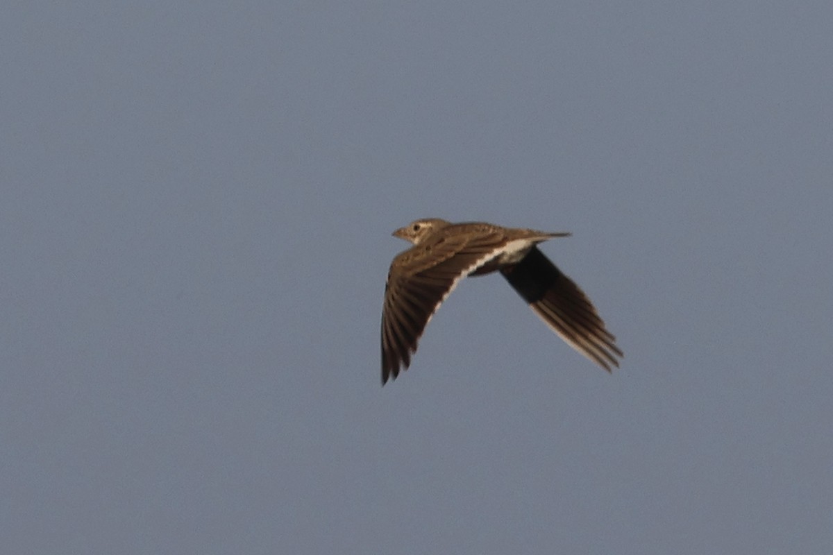 Calandra Lark - Charley Hesse TROPICAL BIRDING