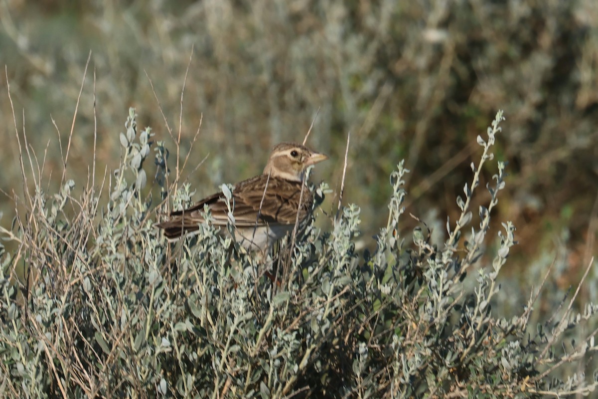 Calandra Lark - Charley Hesse TROPICAL BIRDING