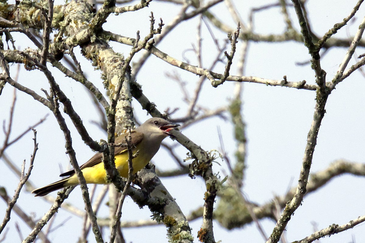 Western Kingbird - Brian Benscoter