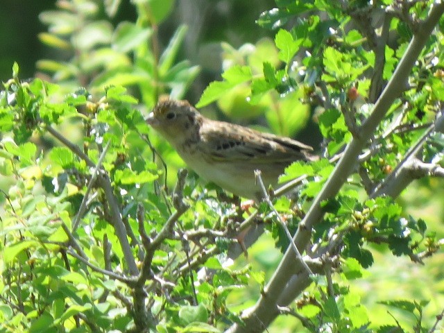Grasshopper Sparrow - ML619288968