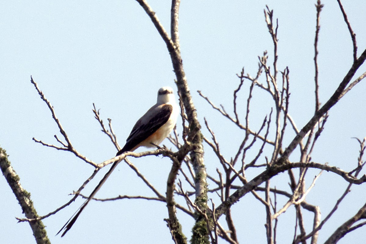 Scissor-tailed Flycatcher - Brian Benscoter