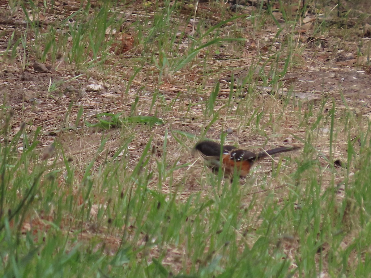 Spotted Towhee - Martha Pallin