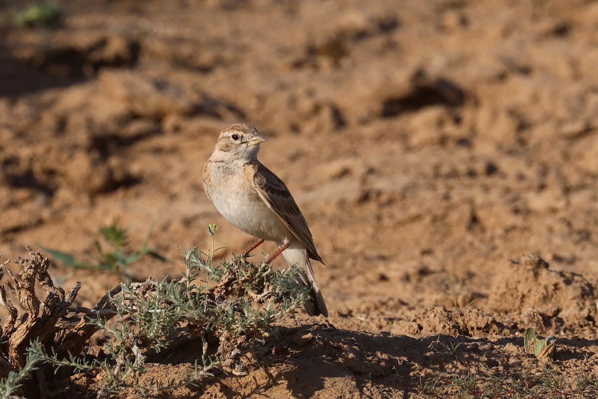 Greater Short-toed Lark - Charley Hesse TROPICAL BIRDING