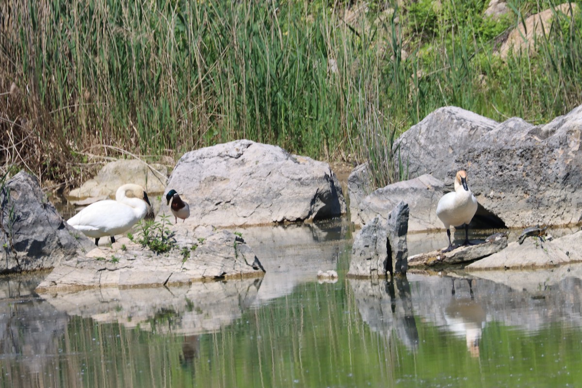 Trumpeter Swan - Lisa Benjamin