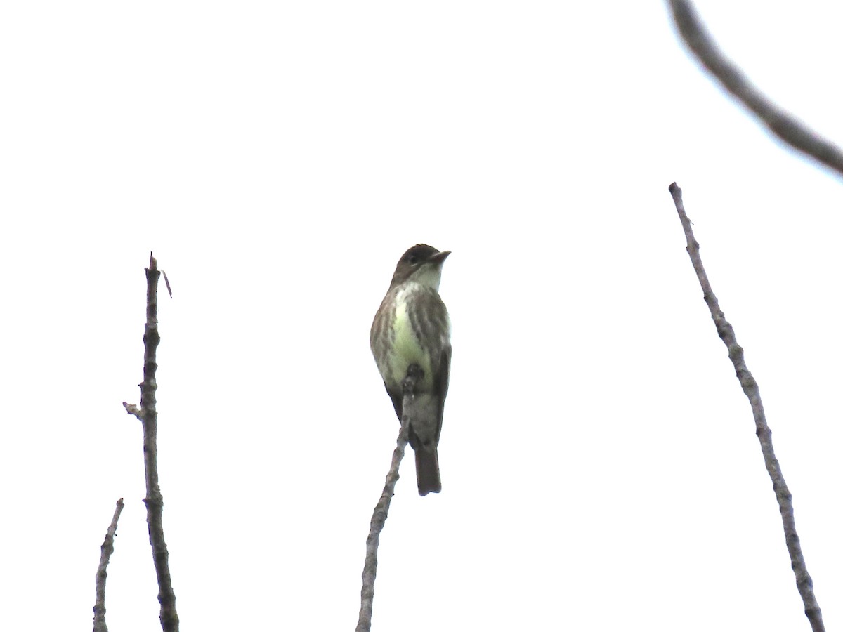 Olive-sided Flycatcher - ML619288991