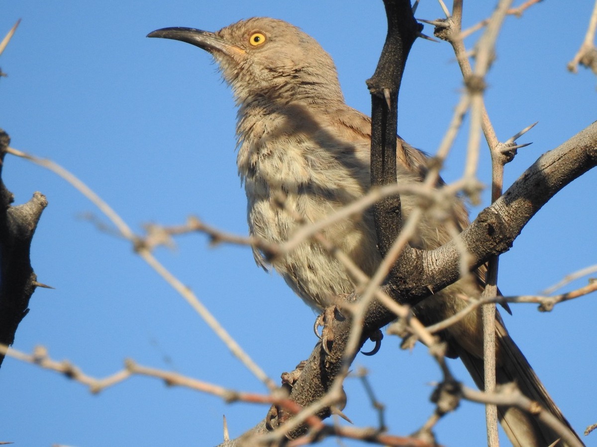 Curve-billed Thrasher - Jim Valenzuela