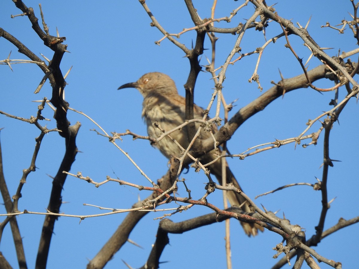 Curve-billed Thrasher - Jim Valenzuela