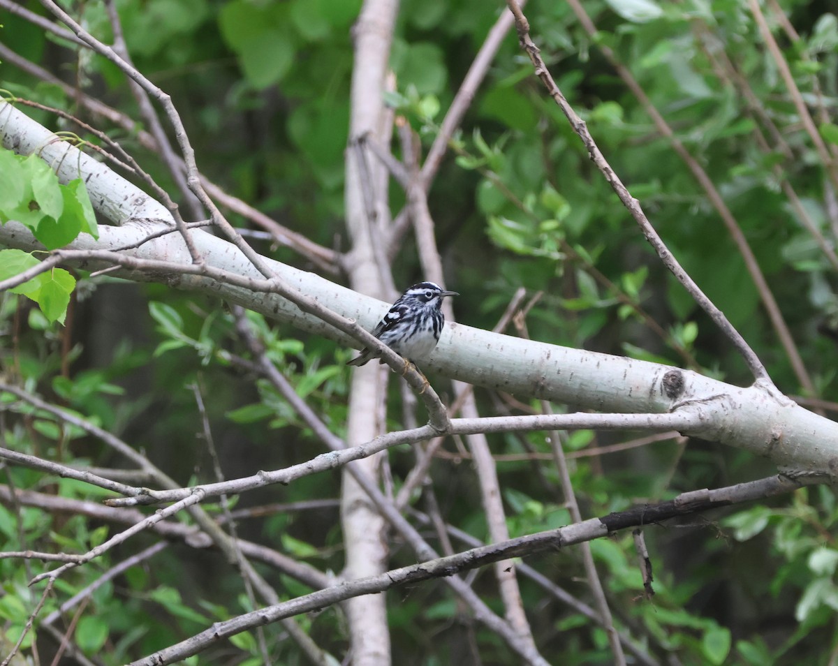 Black-and-white Warbler - ML619288996