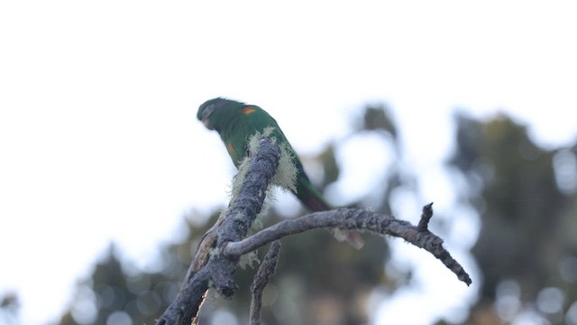 Conure de Santa Marta - ML619288997