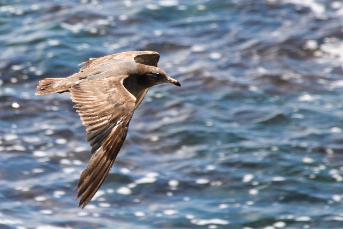 Heermann's Gull - John Wilson