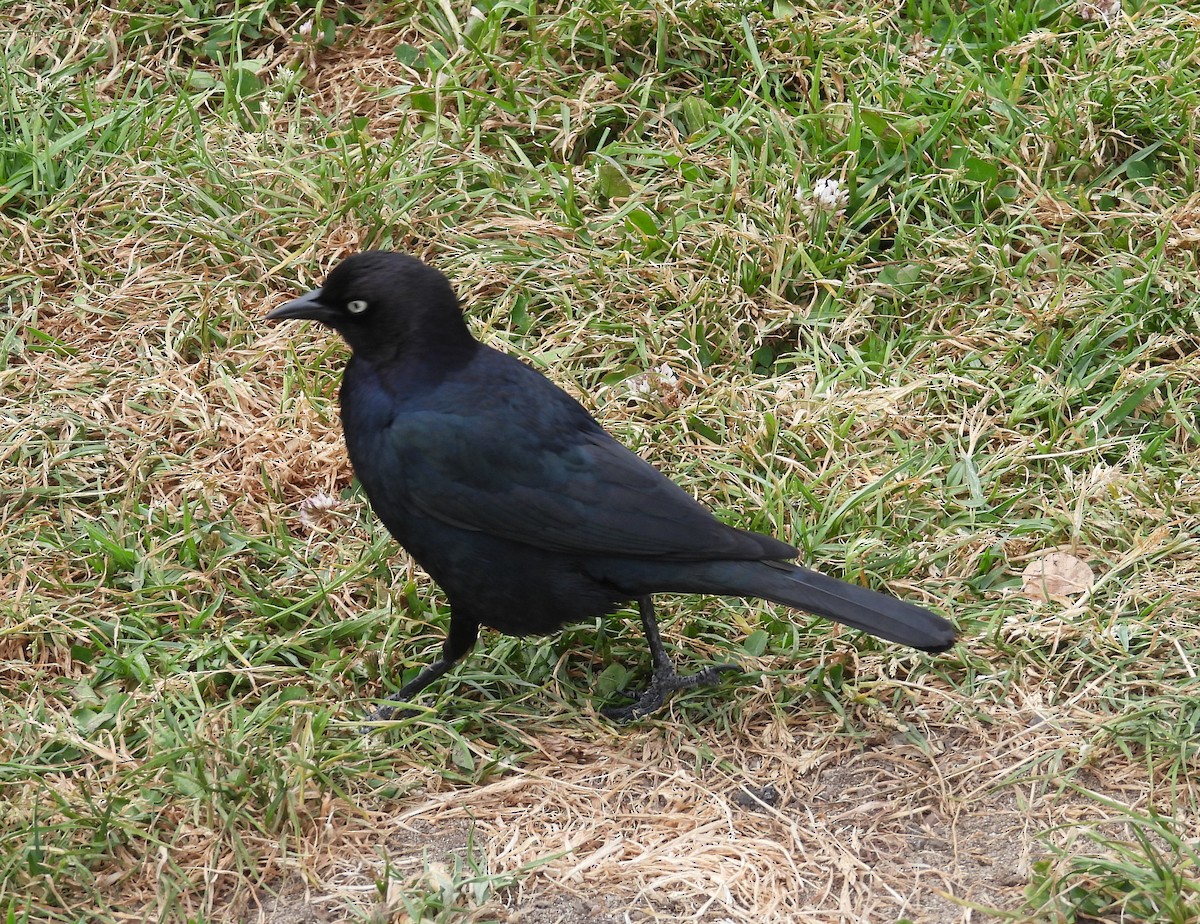 Brewer's Blackbird - ML619289003