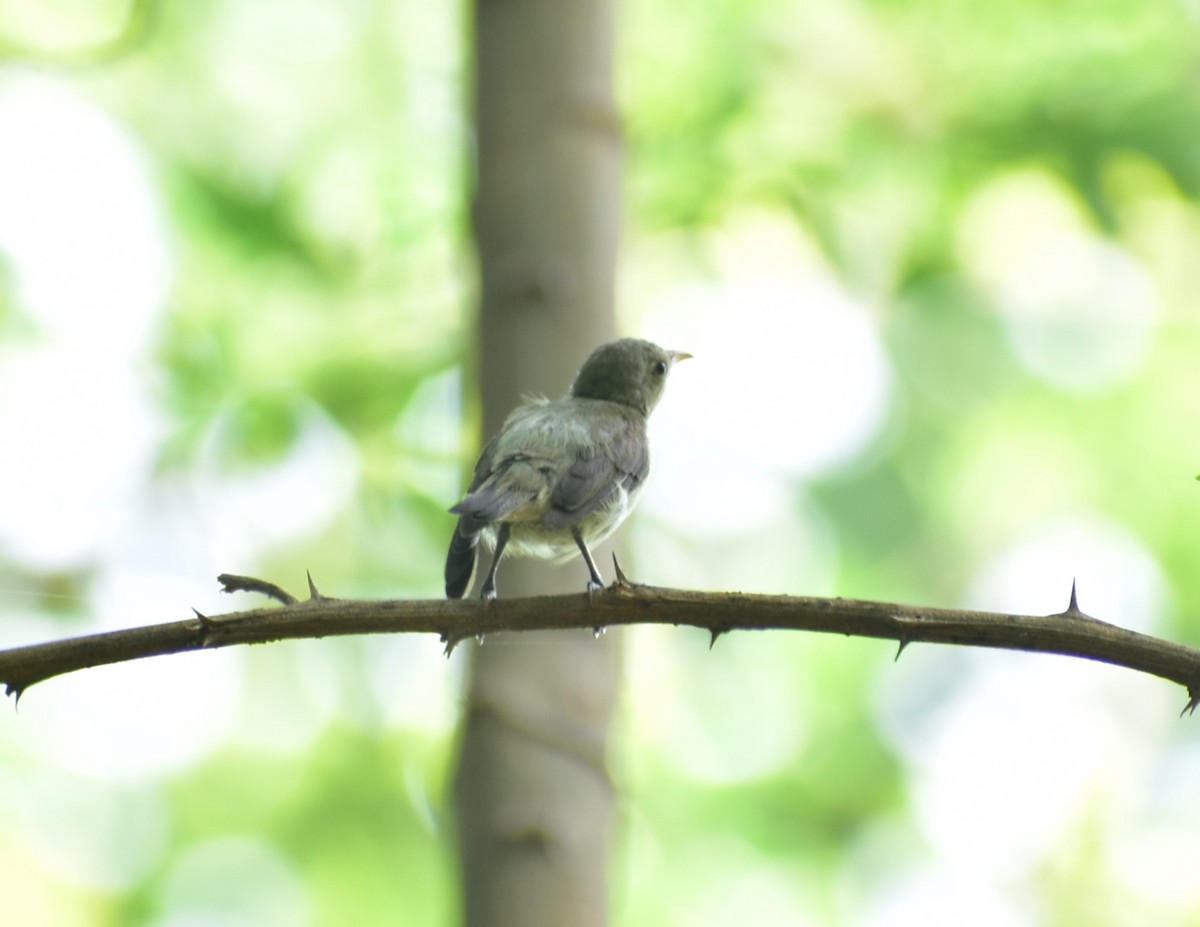 Pale-billed Flowerpecker - ML619289011