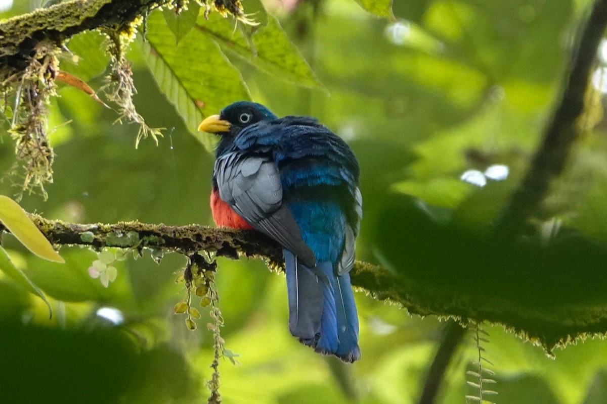 Blue-tailed Trogon - Celesta von Chamier