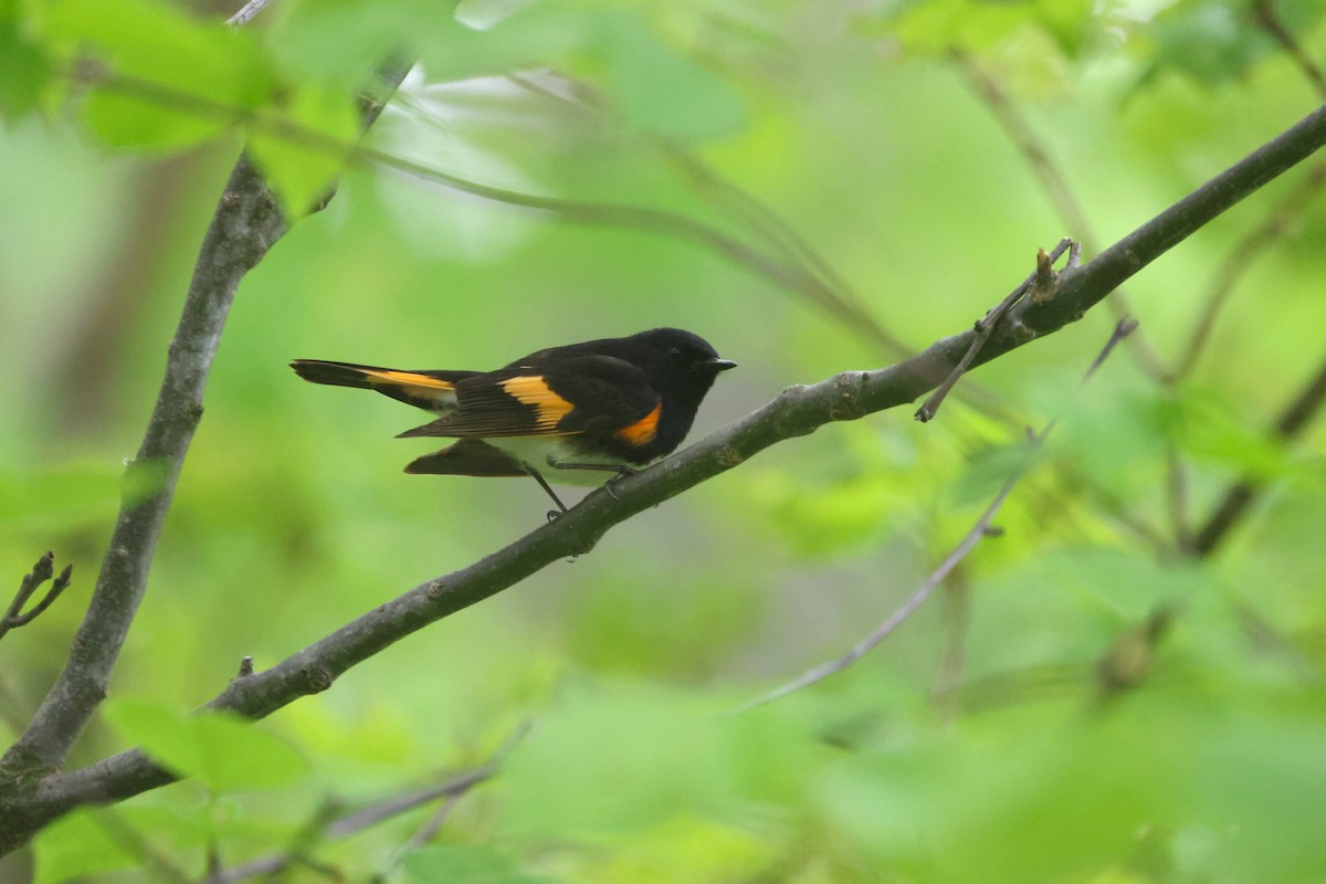 American Redstart - ML619289016