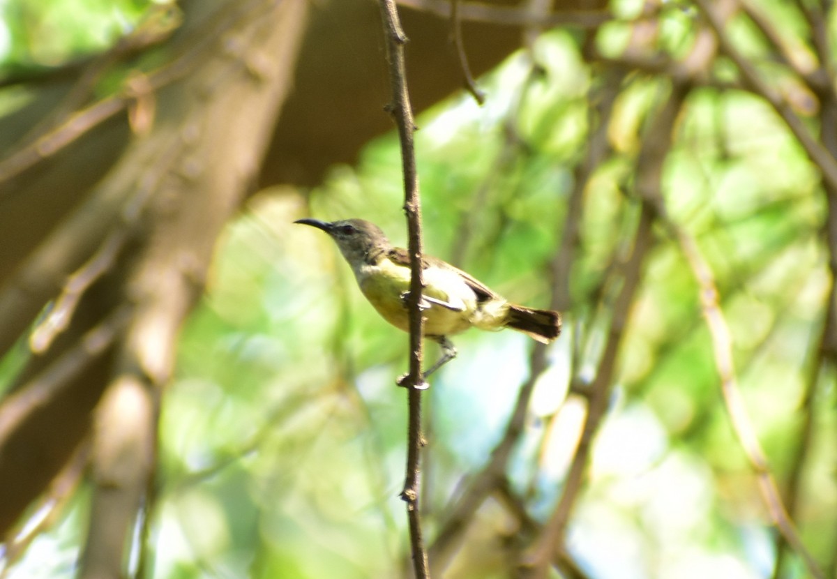 Purple-rumped Sunbird - ML619289018