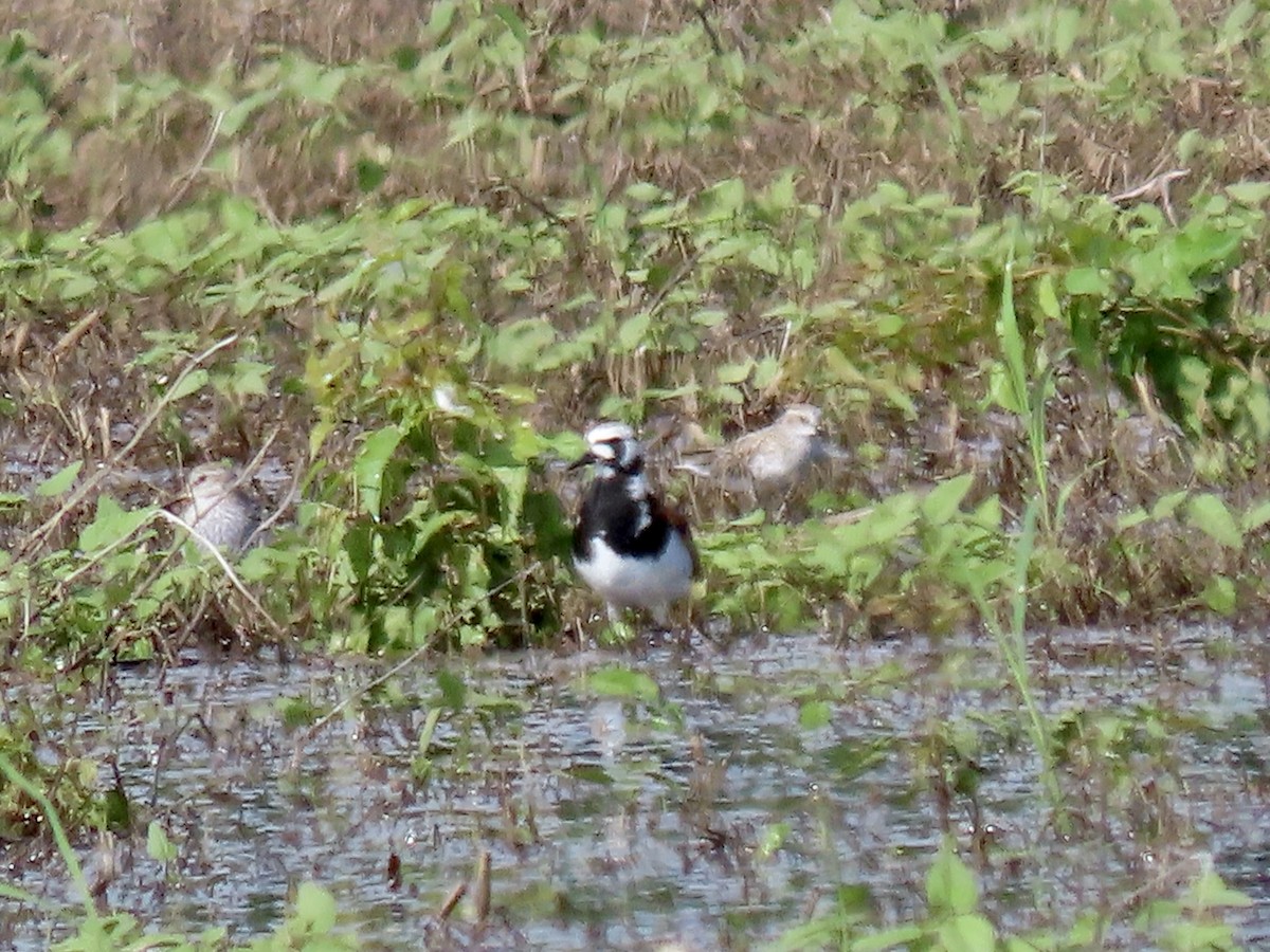 Ruddy Turnstone - ML619289025