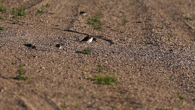 Ruddy Turnstone - ML619289027