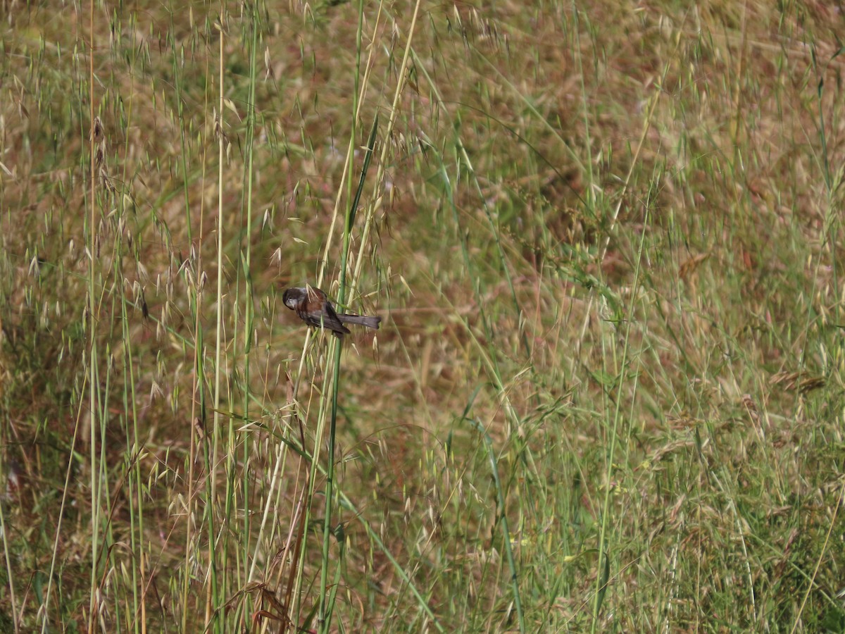 Chestnut-backed Chickadee - Martha Pallin