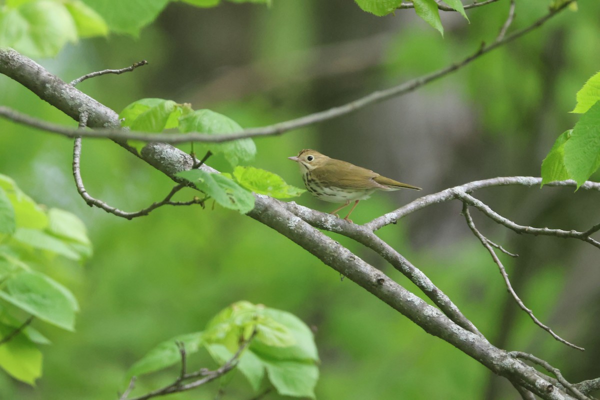 Ovenbird - Alan Dupuis