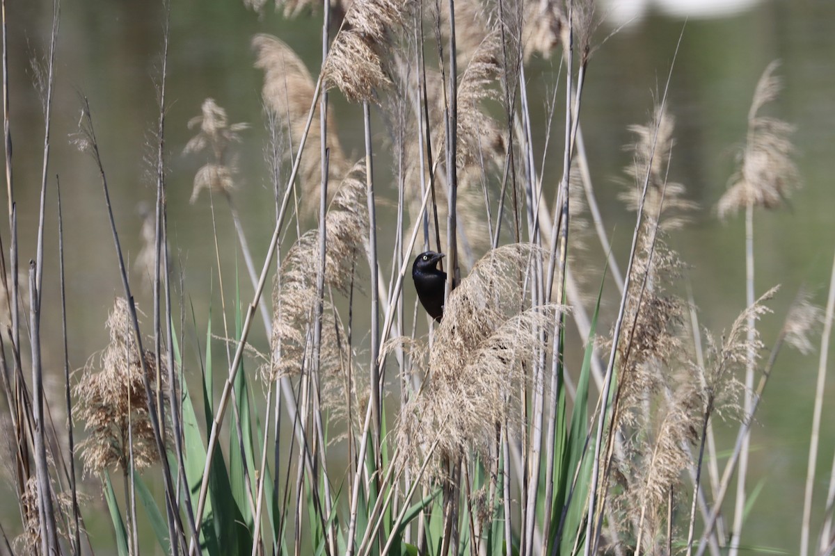 Common Grackle - Lisa Benjamin