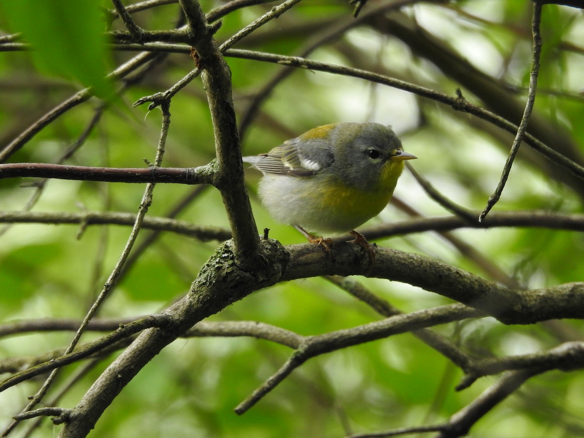 Northern Parula - Isaiah Craft