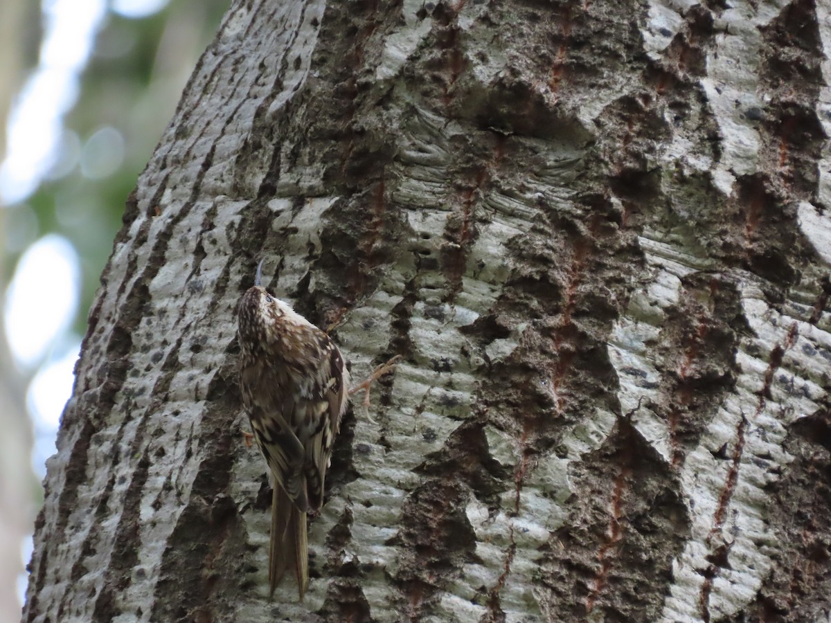 Brown Creeper - Martha Pallin