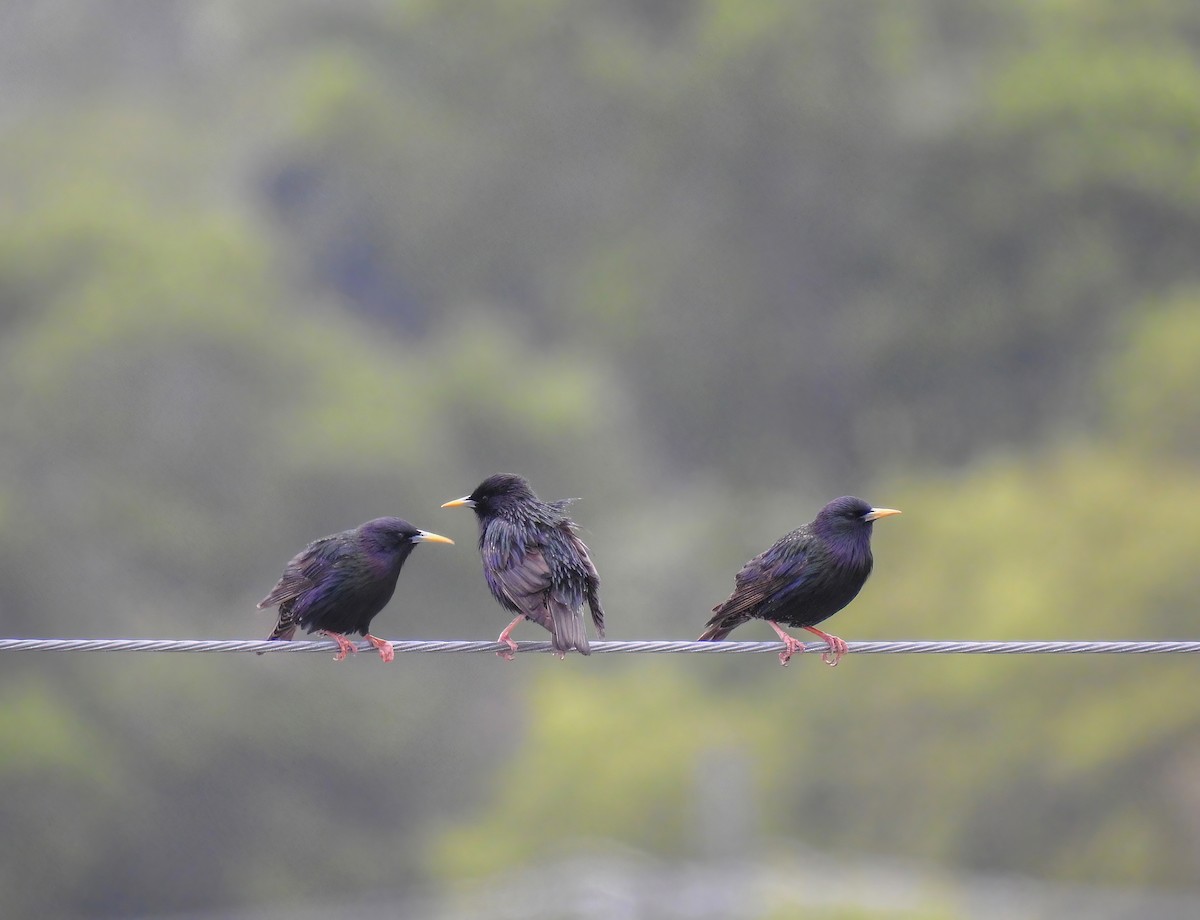 European Starling - Angela Lopez R