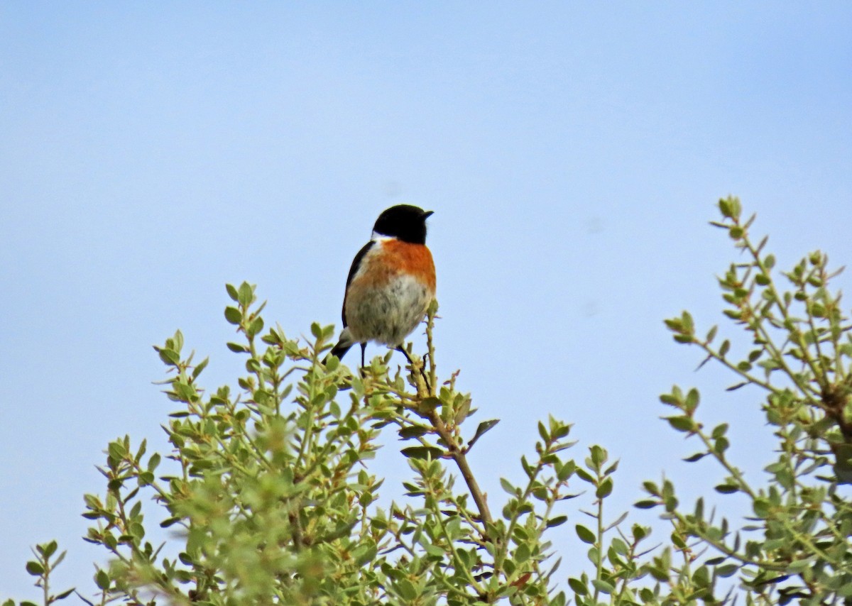 European Stonechat - Francisco Javier Calvo lesmes