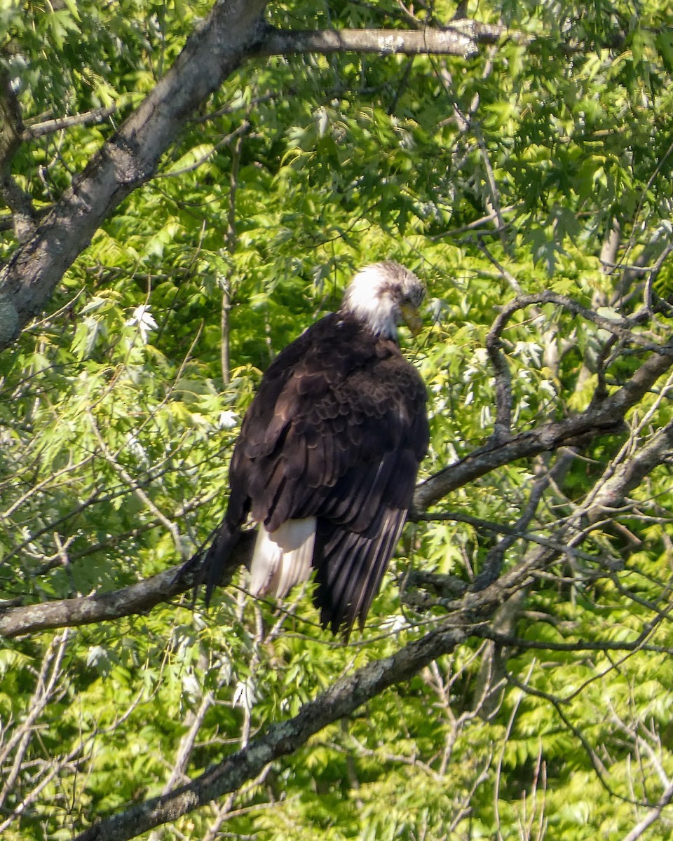 Bald Eagle - Kathy L. Mock