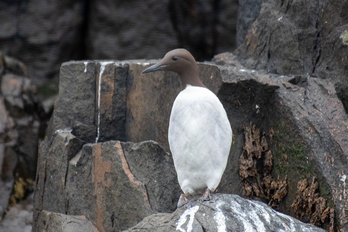 Guillemot marmette - ML619289067