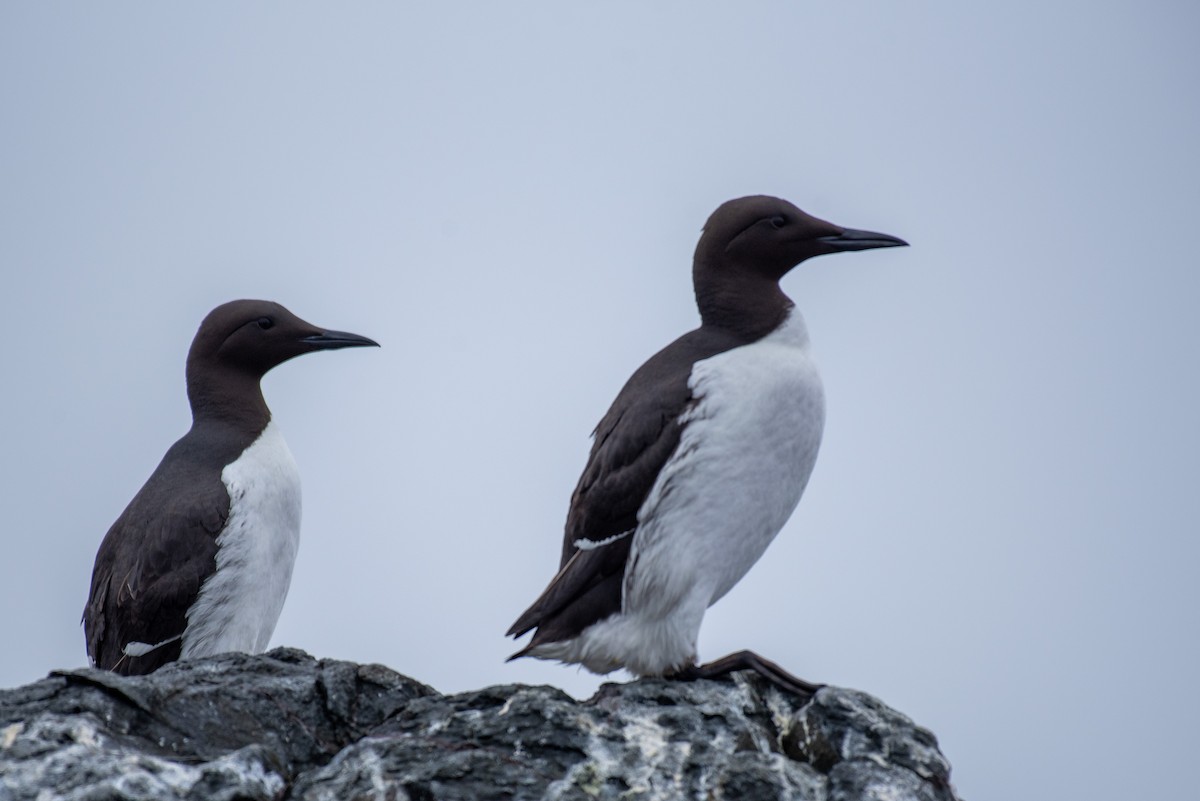 Common Murre - ML619289069