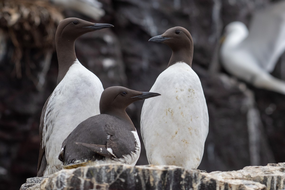 Common Murre - ML619289072