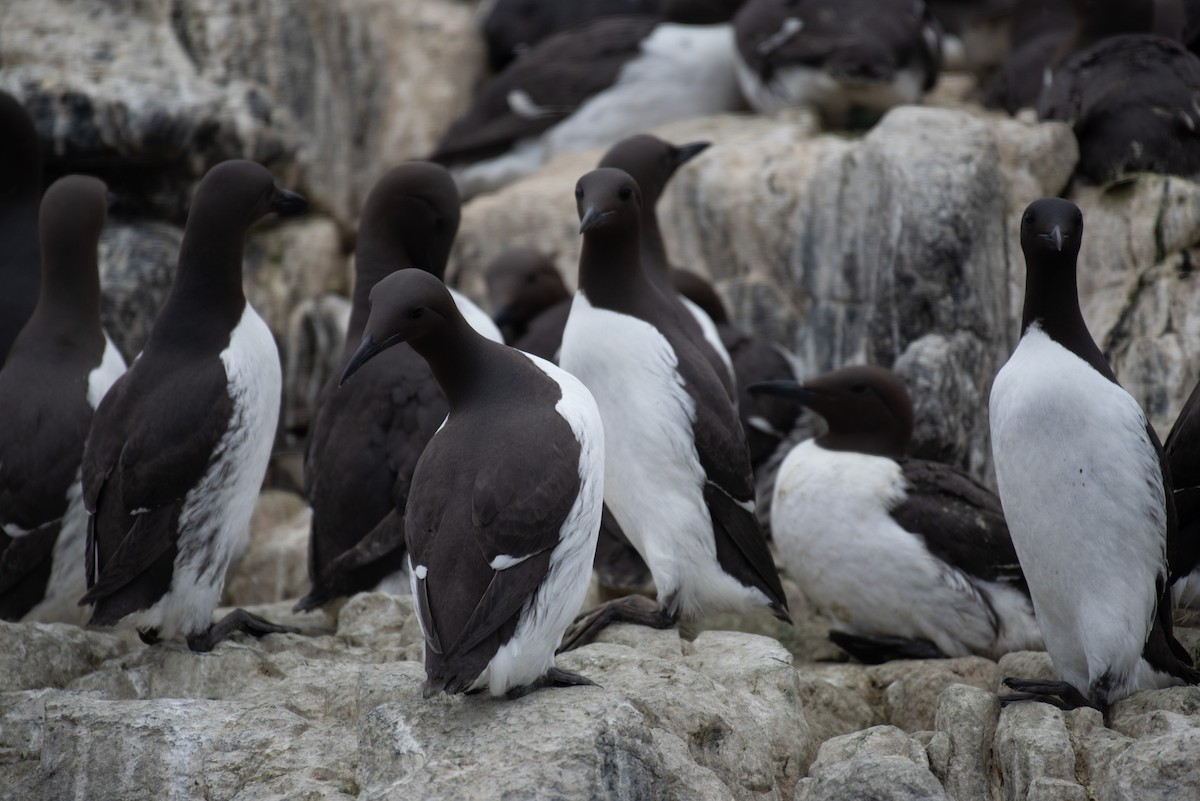 Common Murre - ML619289073