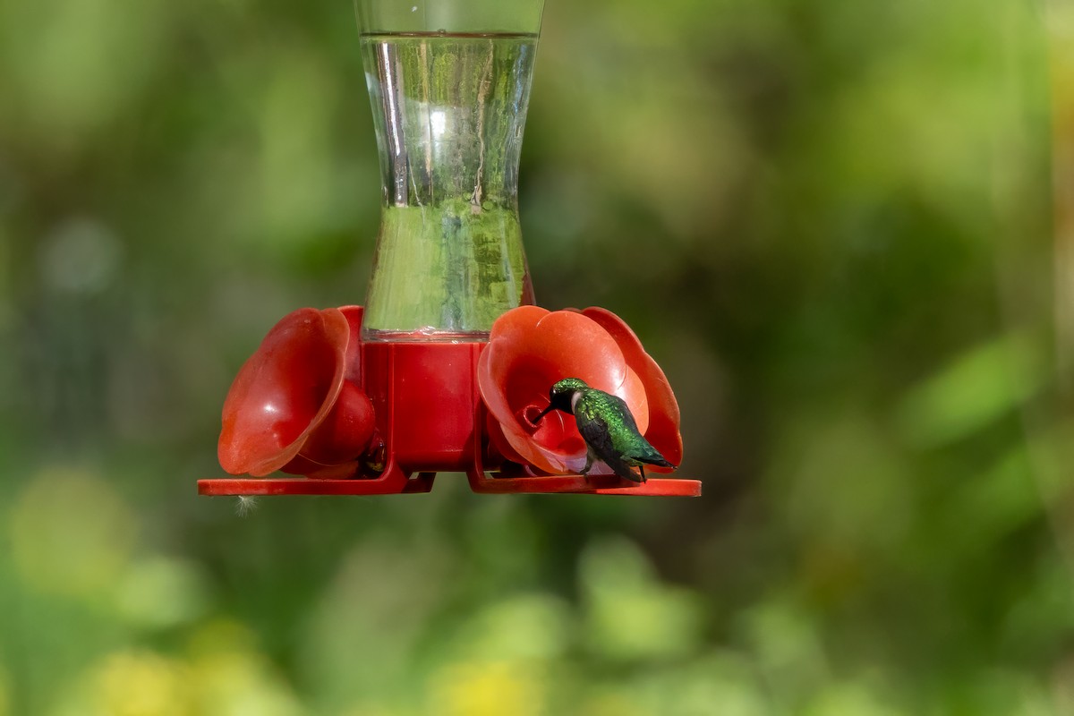 Ruby-throated Hummingbird - Norman Franke