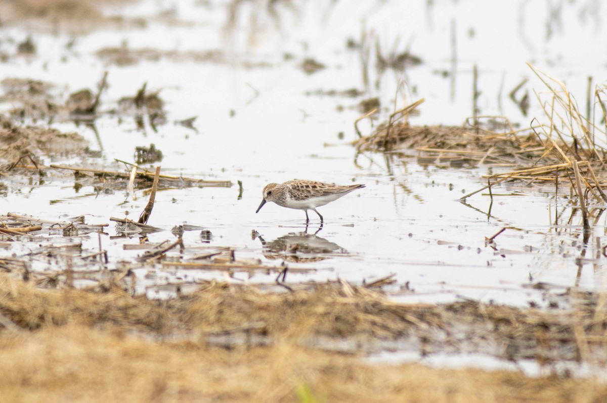 Semipalmated Sandpiper - ML619289081