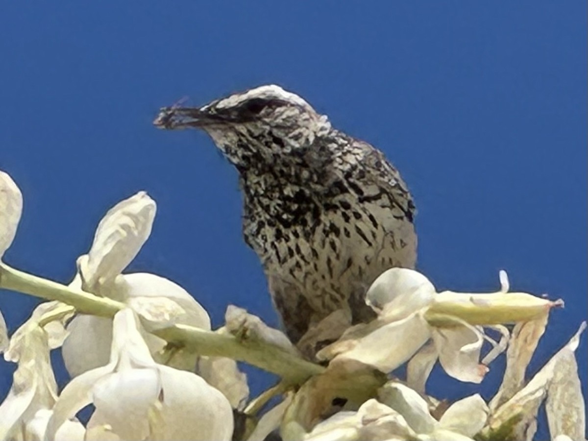 Cactus Wren - ML619289085