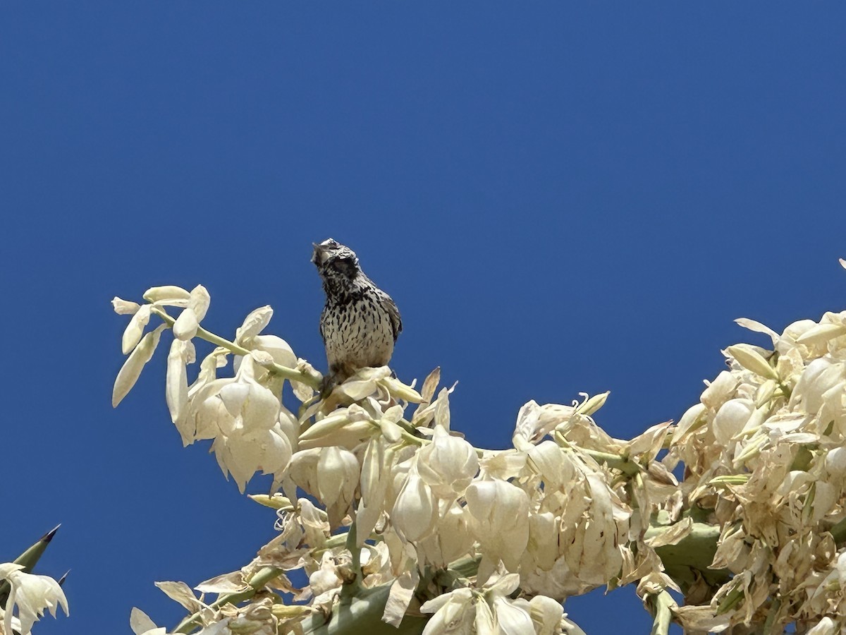 Cactus Wren - ML619289086