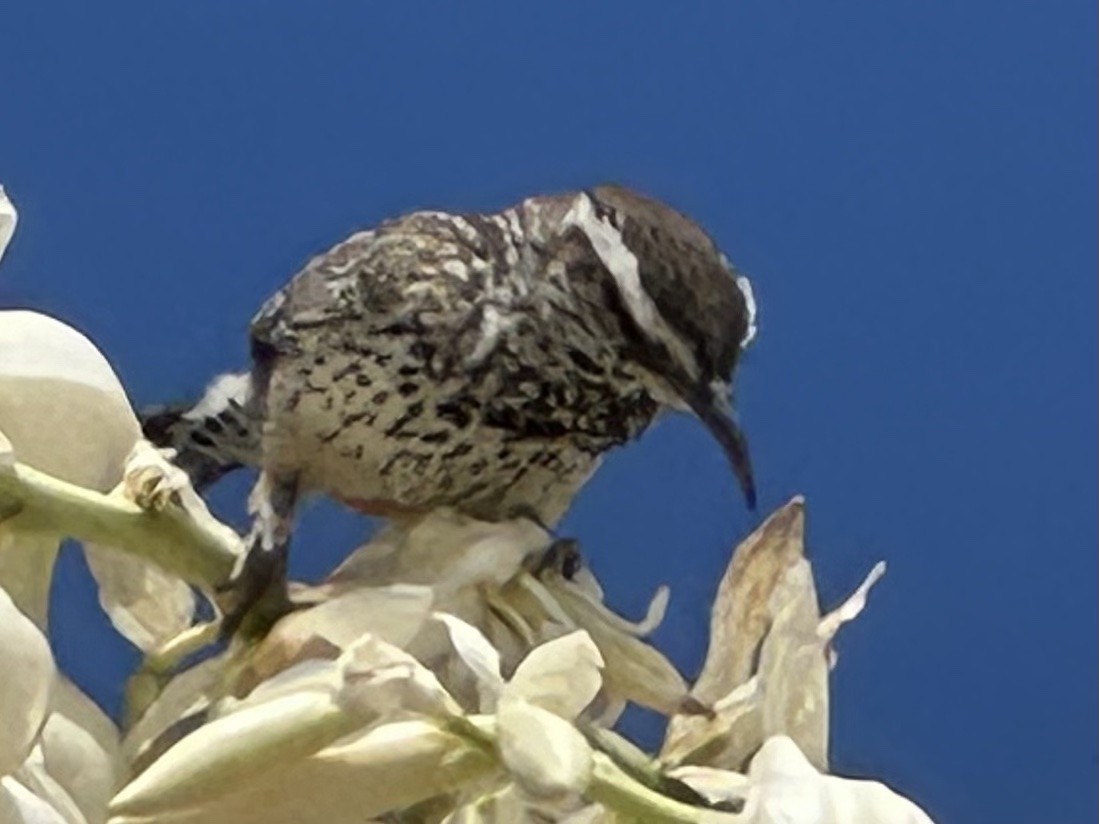 Cactus Wren - ML619289087